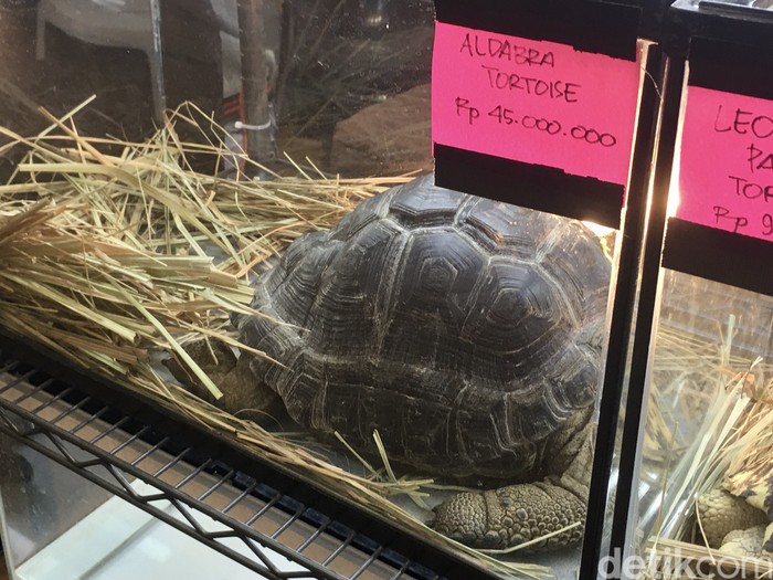 Kura-kura Aldabra jadi primadona di Surabaya