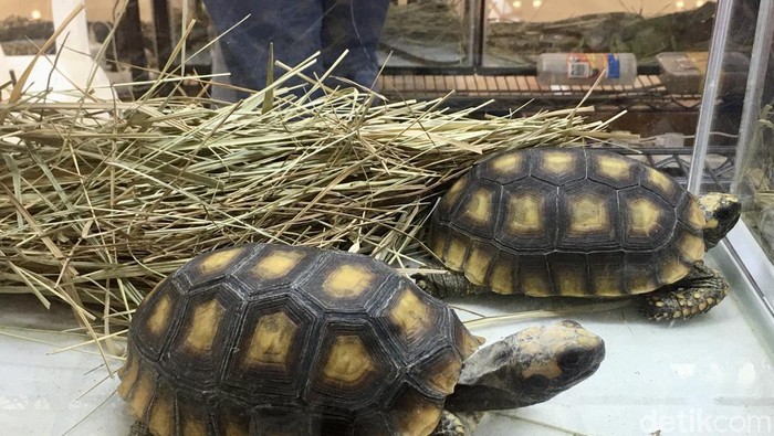 Kura-kura Aldabra jadi primadona di Surabaya