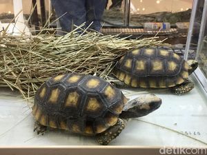 Mengenal Kura-Kura Aldabra, Salah Satu Hewan Paling Panjang Umur Sedunia