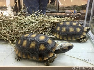 Mengenal Kura-Kura Aldabra, Salah Satu Hewan Paling Panjang Umur Sedunia