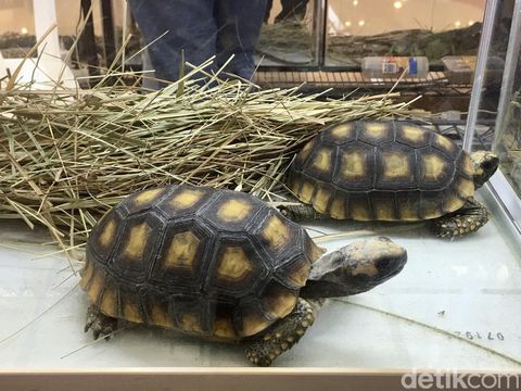 Kura-kura Aldabra jadi primadona di Surabaya