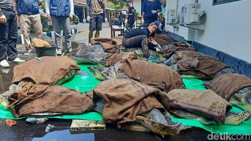 Polisi mengamankan 19 ekor penyu hijau yang hendak diselundupkan di Jembrana, Bali.