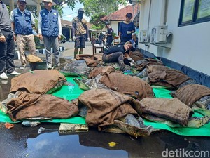 Penyelundup 19 Penyu di Jembrana Dituntut 8 Bulan Penjara