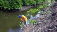 Seorang petani menanam mangrove di kawasan mangrove Desa Lubuk Kertang, Kecamatan Brandan Barat, Kabupaten Langkat, Sumatera Utara, Jumat (17/11/2023). 