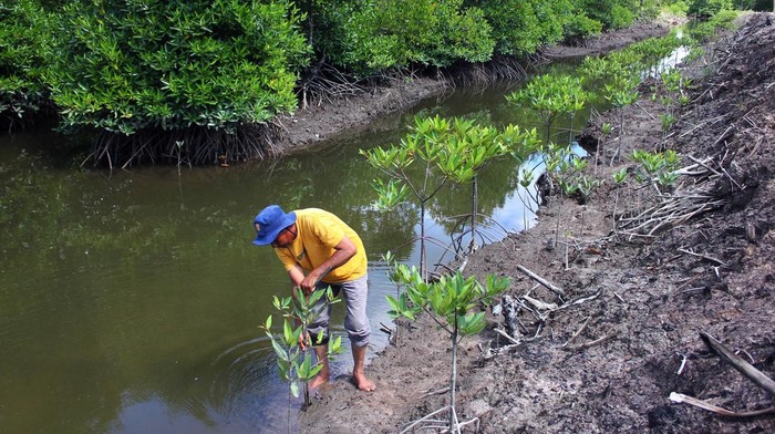 Seorang petani menanam mangrove di kawasan mangrove Desa Lubuk Kertang, Kecamatan Brandan Barat, Kabupaten Langkat, Sumatera Utara, Jumat (17/11/2023). Kelompok Tani dan Nelayan Lestari Mangrove melakukan rehabilitasi mangrove sejak tahun 2009 dengan dukungan pemerintah daerah dan pemerintah pusat dalam penanggulangan kerusakan berulang ekosistem mangrove di kawasan tersebut.ANTARA FOTO/Yudi/Spt.