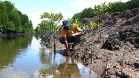 Kelompok Tani dan Nelayan Lestari Mangrove melakukan rehabilitasi mangrove sejak tahun 2009 dengan dukungan pemerintah daerah dan pemerintah pusat. 
