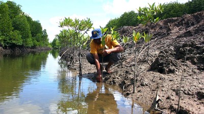 Potret Upaya Memulihkan Ekosistem Mangrove di Langkat Sumut