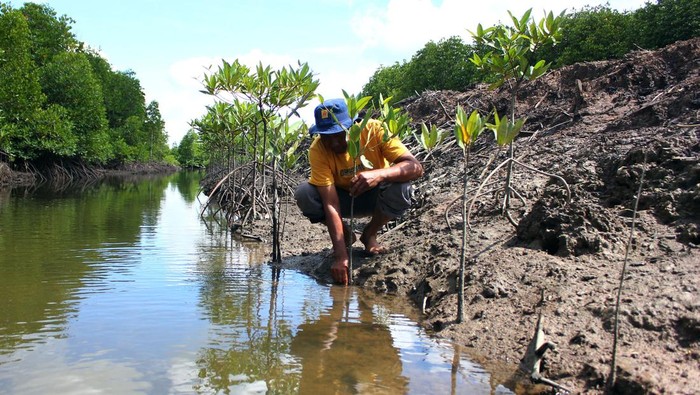 Potret Upaya Memulihkan Ekosistem Mangrove di Langkat Sumut Seorang petani menanam mangrove di kawasan mangrove Desa Lubuk Kertang, Kecamatan Brandan Barat, Kabupaten Langkat, Sumatera Utara, Jumat (17/11/2023). Kelompok Tani dan Nelayan Lestari Mangrove melakukan rehabilitasi mangrove sejak tahun 2009 dengan dukungan pemerintah daerah dan pemerintah pusat dalam penanggulangan kerusakan berulang ekosistem mangrove di kawasan tersebut.ANTARA FOTO/Yudi/Spt.