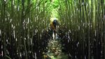 Potret Upaya Memulihkan Ekosistem Mangrove di Langkat Sumut