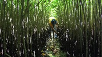 Aksi ini merupakan upaya dalam penanggulangan kerusakan berulang ekosistem mangrove di kawasan tersebut. 