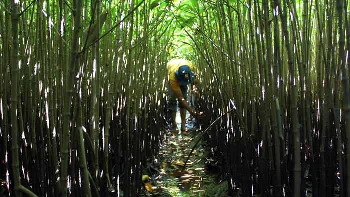 Seorang petani menanam mangrove di kawasan mangrove Desa Lubuk Kertang, Kecamatan Brandan Barat, Kabupaten Langkat, Sumatera Utara, Jumat (17/11/2023). Kelompok Tani dan Nelayan Lestari Mangrove melakukan rehabilitasi mangrove sejak tahun 2009 dengan dukungan pemerintah daerah dan pemerintah pusat dalam penanggulangan kerusakan berulang ekosistem mangrove di kawasan tersebut.ANTARA FOTO/Yudi/Spt.