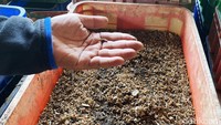 Pengelolaan sampah organik di Rumah Kompos juga memanfaatkan maggot dan lalat sebagai media pembantu untuk mereduksi sampah dapur.