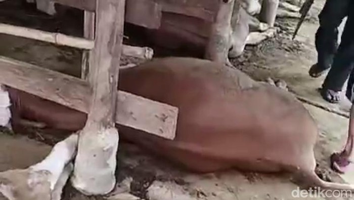 Sapi mati massal misterius di Indramayu
