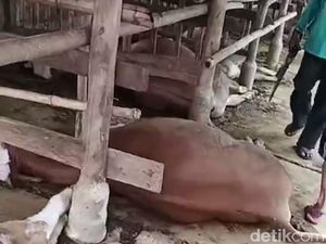 Dugaan Sementara Penyebab 6 Ekor Sapi Mati Mendadak di Indramayu