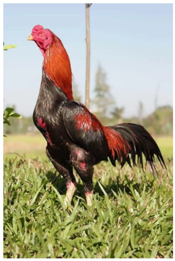 ayam bangkok.