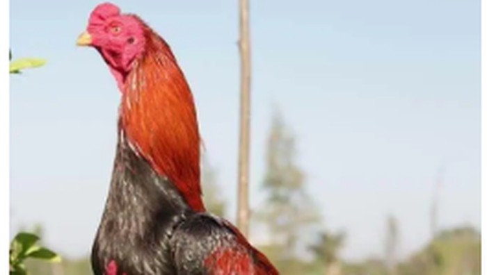 ayam bangkok.