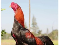 Ciri Ayam Bangkok dan Sejarahnya
