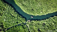 Hamparan luas hutan mangrove Desa Palaes mencapai 35 hektare. 