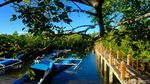 Desa Palaes Punya Wisata Unggulan Mangrove, Nih Lihat
