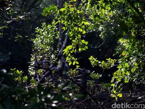 Hutan Mangrove di Sultra Jadi yang Terluas di Sulawesi