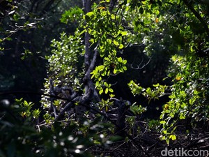 Hutan Mangrove di Sultra Jadi yang Terluas di Sulawesi