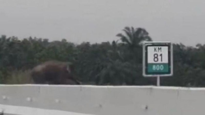 Gajah melintas di Tol Pekanbaru-Dumai.