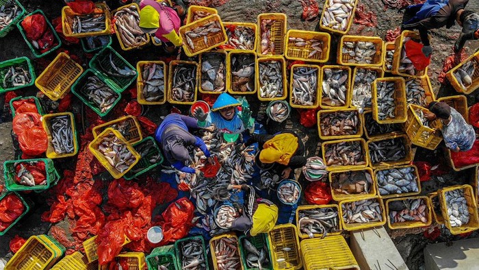Foto udara sejumlah pekerja memindahkan ikan dari kapal menuju tempat pelelangan ikan di Palang, Tuban, Jawa Timur, Minggu (19/11/2023). Hasil tangkapan nelayan mengalami peningkatan sejak beberapa hari terakhir karena didukung cuaca yang baik tapi harga ikan mengalami penurunan mencapai 50 persen dari yang semula sekitar Rp20 ribu per kg menjadi Rp10 ribu per kg. ANTARA FOTO/Muhammad Mada/aww.