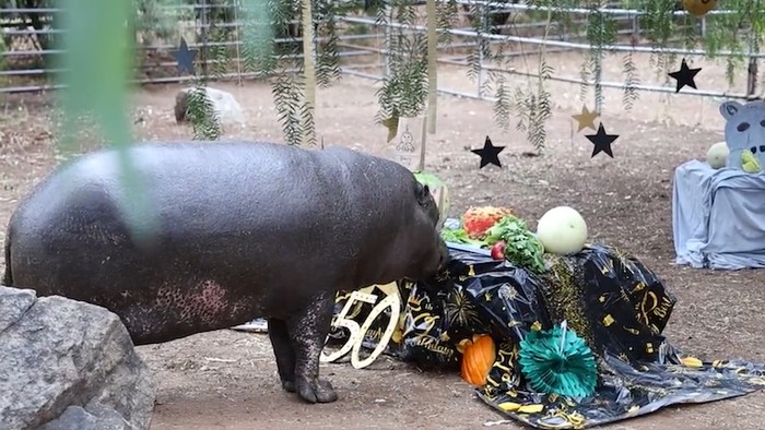 Kuda nil kerdil yang berada di San Diego Humane Society berumur 50 tahun