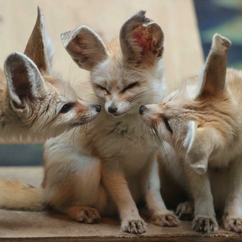 Kumpulan Hewan yang Punya Kuping Super Besar, Seram atau Lucu ya?