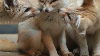 Gemasnya anak-anak anjing ini. Foto: Boredpanda