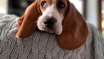 Ini adalah Ralphine, telinganya sudah cukup besar dan bisa lebih besar lagi. Foto: Boredpanda