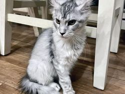 Kumpulan Hewan yang Punya Kuping Besar, Seram atau Lucu ya?