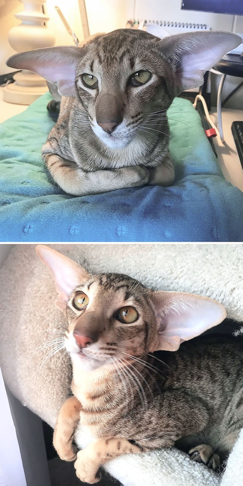 Kumpulan Hewan yang Punya Kuping Super Besar, Seram atau Lucu ya?