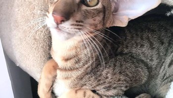 Kucingku berusia 9 bulan. Foto: Boredpanda