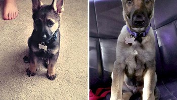 Makin hari makin besar seluruh tubuhnya. Foto: Boredpanda