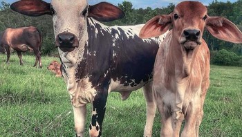 Dua sapi yang punya pendengaran tajam. Foto: Boredpanda