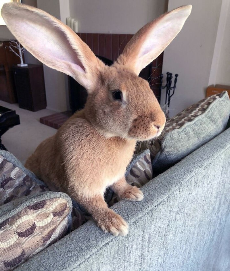 Kumpulan Hewan yang Punya Kuping Super Besar, Seram atau Lucu ya?