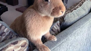 Mungkin semut berbisik saja dia sudah bisa mendengar. Foto: Boredpanda