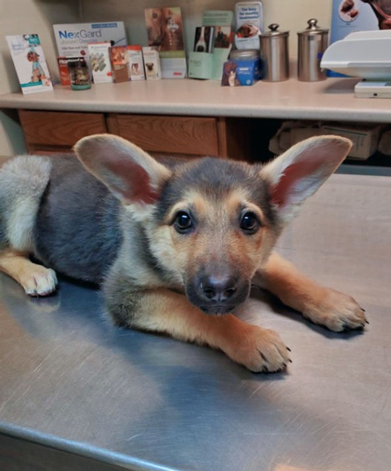 Kumpulan Hewan yang Punya Kuping Super Besar, Seram atau Lucu ya?