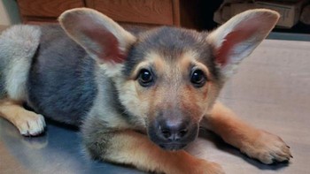 Anak anjing yang punya kuping lebar. Foto: Boredpanda