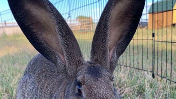 Kupingku akan naik jika ada yang mendekat Foto: Boredpanda