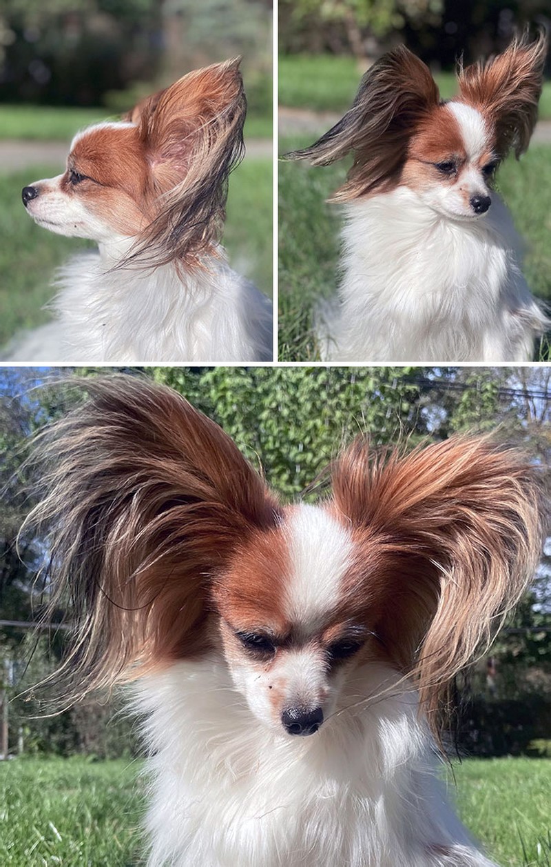 Kumpulan Hewan yang Punya Kuping Super Besar, Seram atau Lucu ya?