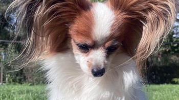 Tampak seperi rambut dikuncir dua. Foto: Boredpanda