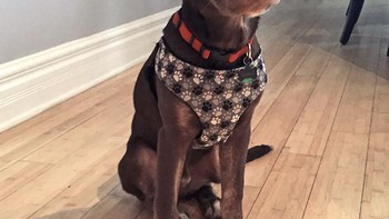 Pendengaranku akan lebih tajam lho. Foto: Boredpanda