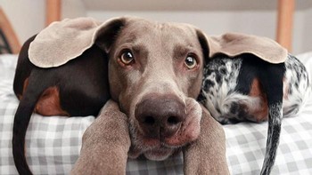 Telinga jenis anjing Basset Hound yang panjang memiliki fungsi untuk bertindak sebagai perangkap penangkap aroma, membawa bau ke moncong anjing yang sangat sensitif.  Foto: Boredpanda