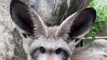 Keliatan gemas ya anjing ini dengan kuping yang unik. Foto: Boredpanda