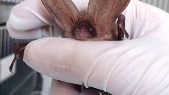 Telinga besar pada kelelawar digunakan untuk membantu navigasi penerbangan mereka. Mereka menangkap sejumlah besar gelombang suara yang memungkinkan mereka untuk bermanuver di kegelapan dengan presisi, membuat kegelapan menjadi tidak relevan. Foto: Boredpanda