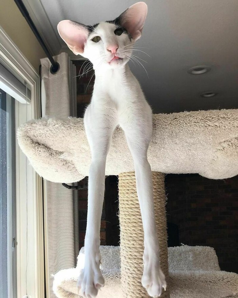 Kumpulan Hewan yang Punya Kuping Super Besar, Seram atau Lucu ya?