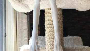 Tak hanya kupingnya yang lebar tapi kakinya juga panjang. Foto: Boredpanda