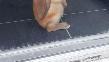 Ukuran telinga si kelinci hampir sama dengan tinggi badannya. Foto: Boredpanda